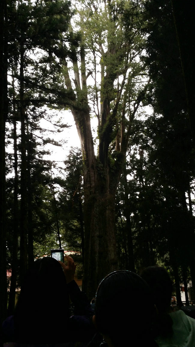 阿里山神树